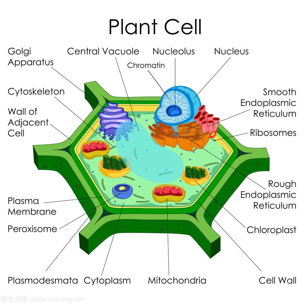 探秘植物細(xì)胞 教育的生物學(xué)視角
