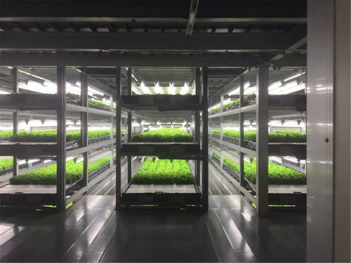 淳恩植物工場(chǎng) 生物科技與可持續(xù)發(fā)展融合的未來(lái)農(nóng)業(yè)模式