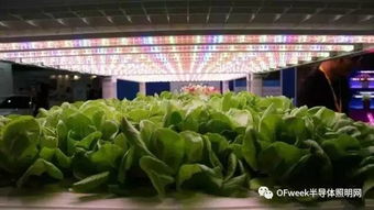 臺(tái)北光電周觀(guān)察 植物工廠(chǎng)產(chǎn)業(yè)生機(jī)勃勃